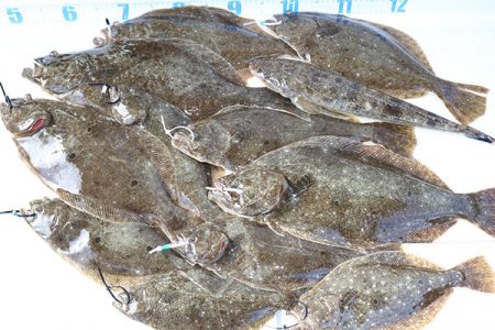 松本釣船２ 釣果