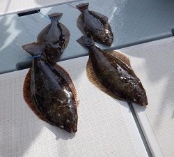 遊漁船 幸友丸 釣果