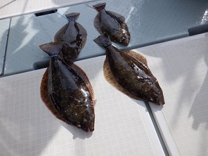 遊漁船 幸友丸 釣果