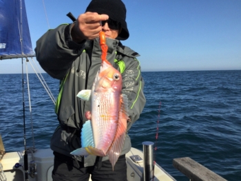 鯛紅丸 釣果