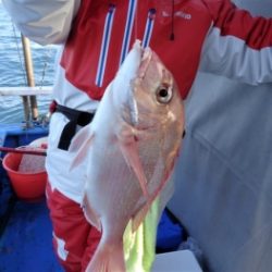 鯛紅丸 釣果