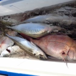 鯛紅丸 釣果
