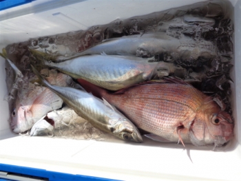 鯛紅丸 釣果