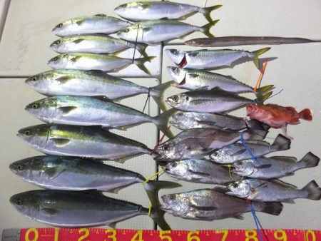 Hit Rush(ヒット ラッシュ） 釣果…