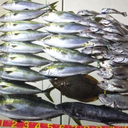 Hit Rush(ヒット ラッシュ) 釣果