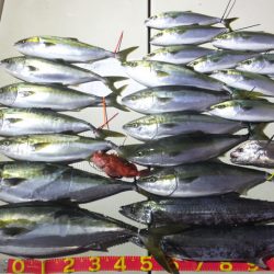 Hit Rush(ヒット ラッシュ) 釣果