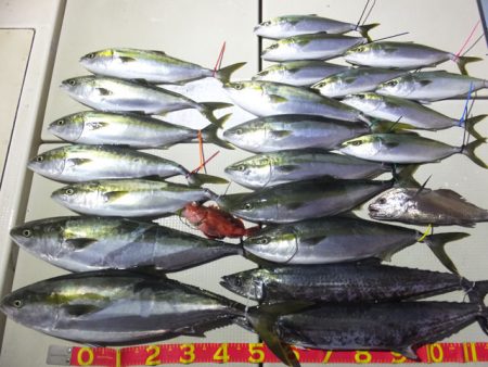 Hit Rush(ヒット ラッシュ） 釣果…