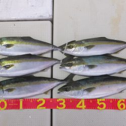 Hit Rush(ヒット ラッシュ) 釣果