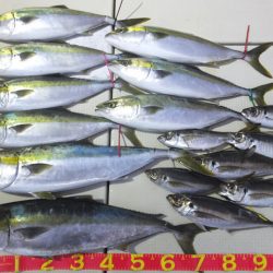 Hit Rush(ヒット ラッシュ) 釣果