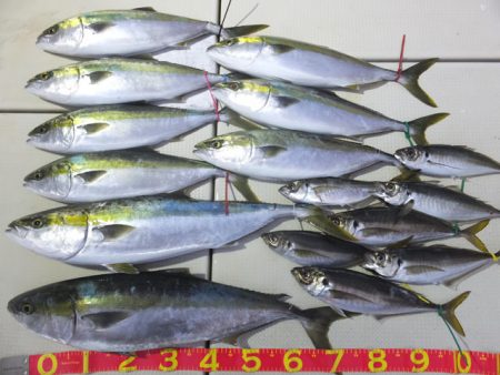 Hit Rush(ヒット ラッシュ） 釣果…