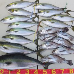 Hit Rush(ヒット ラッシュ) 釣果