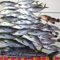 Hit Rush(ヒット ラッシュ) 釣果