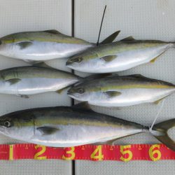 Hit Rush(ヒット ラッシュ) 釣果