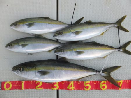 Hit Rush(ヒット ラッシュ） 釣果…