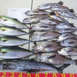 Hit Rush(ヒット ラッシュ) 釣果