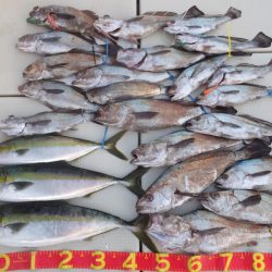 Hit Rush(ヒット ラッシュ) 釣果