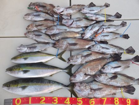 Hit Rush(ヒット ラッシュ） 釣果…