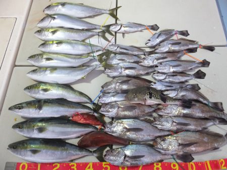 Hit Rush(ヒット ラッシュ） 釣果…