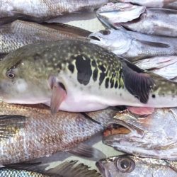 Hit Rush(ヒット ラッシュ) 釣果