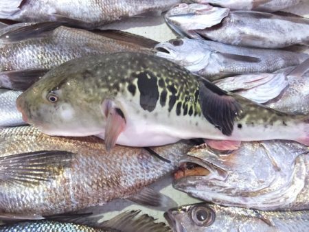 Hit Rush(ヒット ラッシュ) 釣果