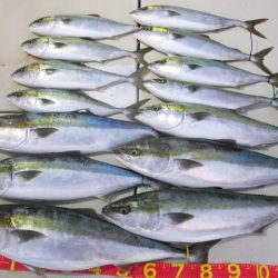 Hit Rush(ヒット ラッシュ) 釣果