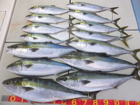 Hit Rush(ヒット ラッシュ) 釣果