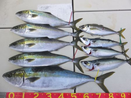 Hit Rush(ヒット ラッシュ） 釣果…