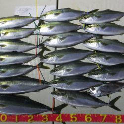 Hit Rush(ヒット ラッシュ) 釣果