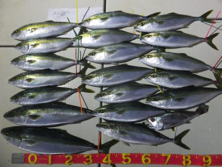 Hit Rush(ヒット ラッシュ） 釣果…