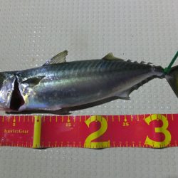 Hit Rush(ヒット ラッシュ) 釣果