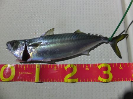 Hit Rush(ヒット ラッシュ) 釣果