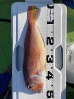 久里浜黒川本家 釣果