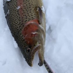 会津大川（会津非出資漁業協同組合） 釣果