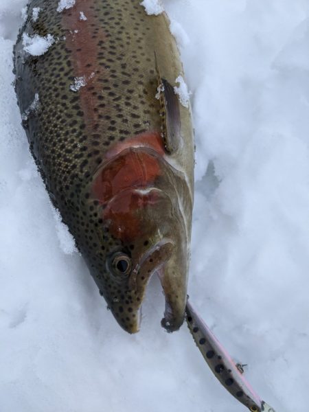 会津大川（会津非出資漁業協同組合） 釣果