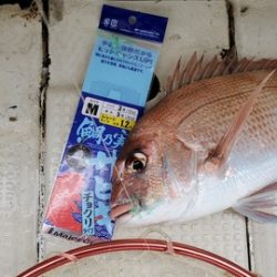 遊漁船 ニライカナイ 釣果