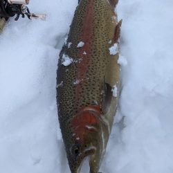 会津大川（会津非出資漁業協同組合） 釣果