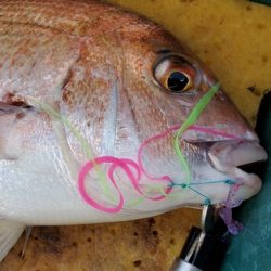 遊漁船　ニライカナイ 釣果