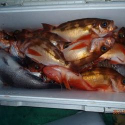 第二むつ漁丸 釣果