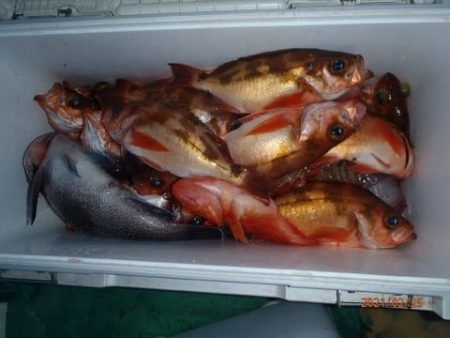 第二むつ漁丸 釣果