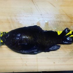 Magic（マジック） 釣果