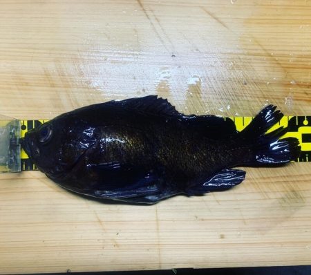 Magic（マジック） 釣果