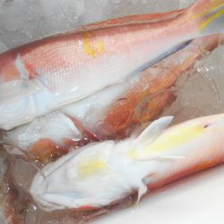 こうゆう丸 釣果