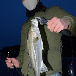 Marine T Design マリンティーデザイン 釣果