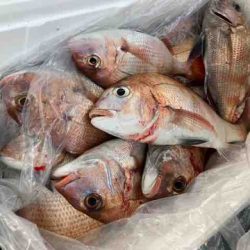 遊漁船 セトマリン 釣果