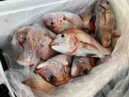 遊漁船 セトマリン 釣果