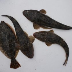 TOPGUN名古屋 釣果