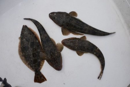 TOPGUN名古屋 釣果