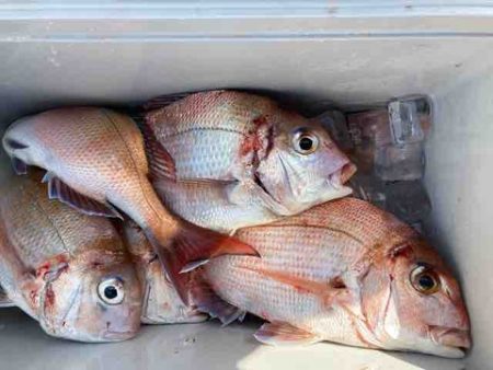 遊漁船 セトマリン 釣果