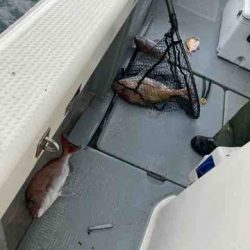 遊漁船 セトマリン 釣果