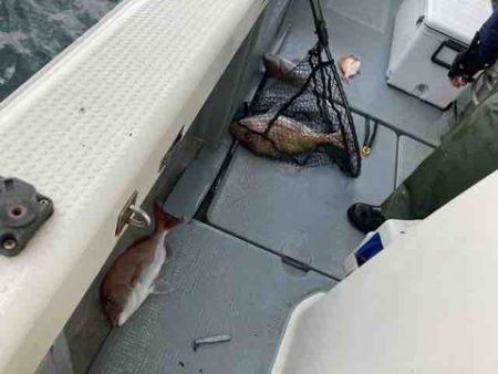 遊漁船 セトマリン 釣果